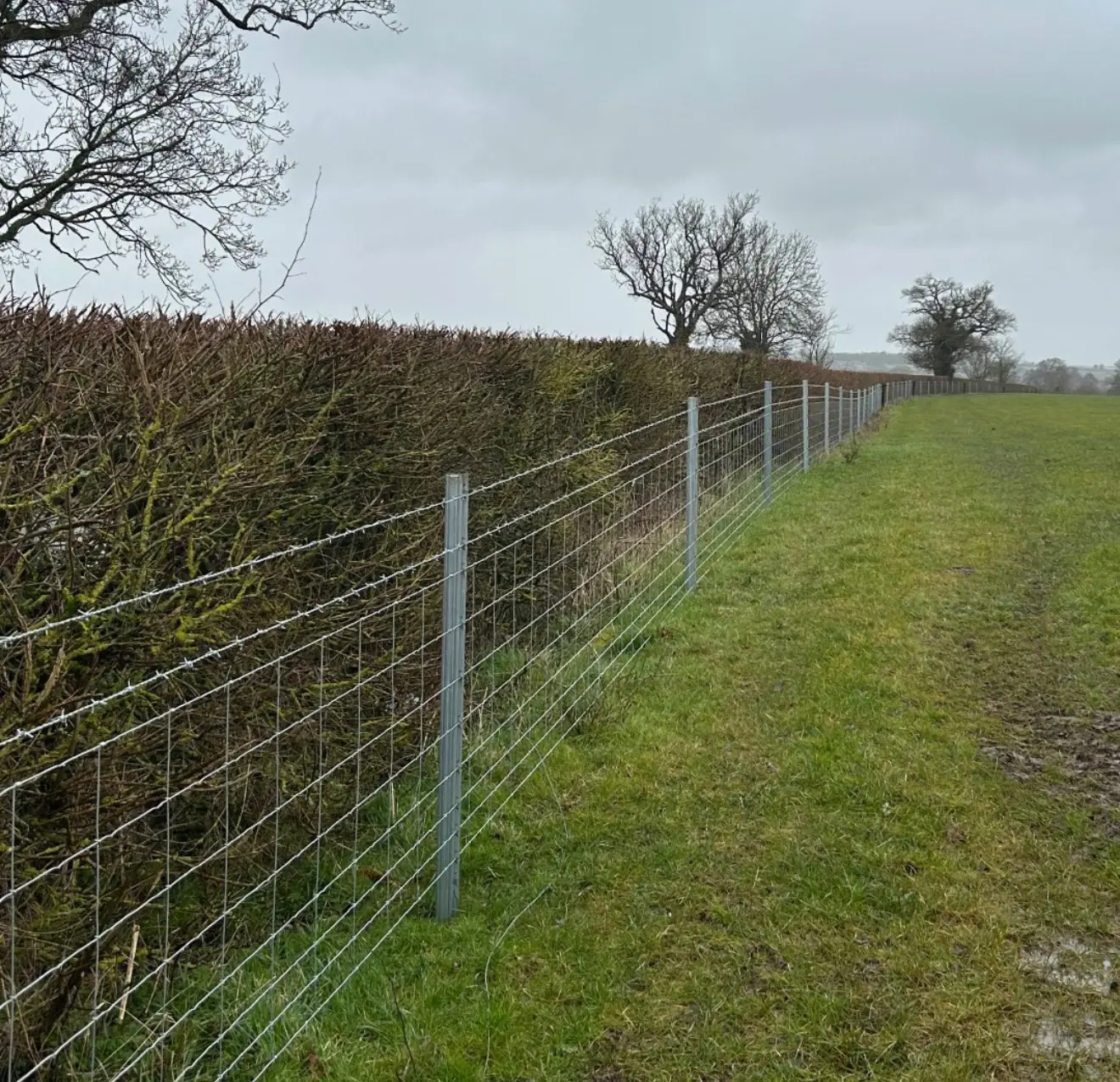 Field boundary fencing in the Surrey countryside
